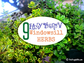 Ten of the Easiest Herbs to Grow on your Windowsill