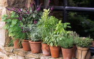 Beginner basics for indoor herb gardens