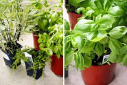 How To Make a One Pot Indoor Herb Garden