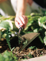 Choosing the right garden tools for weeding