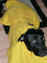 Best Rated Raincoats for Large Dogs 2014