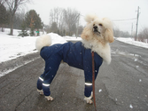 Best Raincoats for Large Dogs 2014