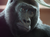 Philadelphia Zoo Welcomes New Gorilla: Motuba