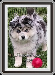 EVA3 Pomsky Puppy