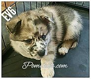 EVA6 Pomsky Puppy