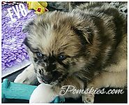 EVA8 Pomsky Puppy