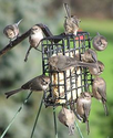 Bird feeder - Wikipedia, the free encyclopedia