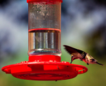 Hummingbird Feeders - Some Facts and Cool Ideas.