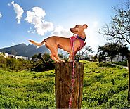 Australian Natural Dry Dog Food Pre And Probiotic Recipe | Untitled