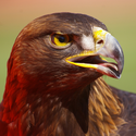 War Eagle VII (@auburnnova)