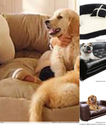 Wonderfully Cozy Dog Couches and Sofa Beds