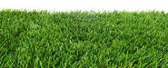Best-zoysia-grass-fertilizer