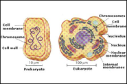 Types of Cell Structure: Prokaryotic ~ Eukaryotic