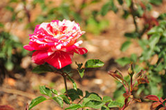 Government Rose Garden, Ooty - Wikipedia, the free encyclopedia
