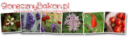 Słoneczny Balkon | miejskie ogrodnictwo balkonowe