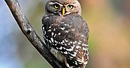 Save the Forest Owlet | TechGape