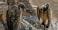 Disappearing Vultures from India | TechGape