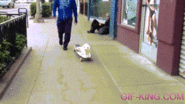 Cat Riding Skateboard | Funny Animal Images- Gif-King.com