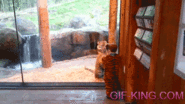 Little Boy In Tiger Costume Plays With A Tiger Cub | Funny Animal Images- Gif-King.com