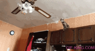 Cat Trying to Jumps onto Ceiling Fan Fail | Funny Animal Images- Gif-King.com