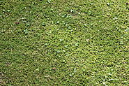 Full Frame Shot Of Grass On Field Stock-Foto | Getty Images