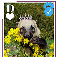 Nasenbär / ⭐ Sunny Wetter