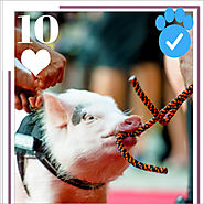 Minischwein / ⭐ Paul Walker