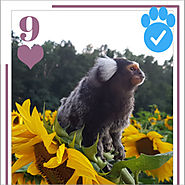 Affe / ⭐ Yume Reno