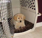 Amazon Best Sellers: Best Dog Crates & Kennels