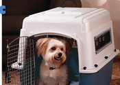 The Best Way to Kennel Your Dog: Plastic Crate or Wire Cage?