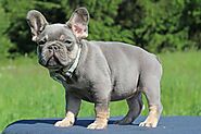 Lilac French Bulldog: History, Care, Appreance, Full Guide