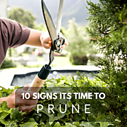 10 Signs it's Time to Trim or Prune Your Trees - Lineage Tree Care
