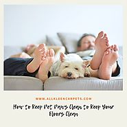 How to Keep Pet Paws Clean to Keep Your Floors Clean - All Kleen Carpet Cleaning