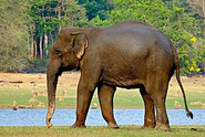Nagarhole National Park - Wikipedia, the free encyclopedia