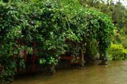 Homestay in Chikmagalur, Home Stays at Chikmagalur, Guest House in Chikmagalur, Holiday Home