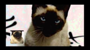 Game of Thrones opening sung by a cat - YouTube