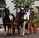 Horse and Carriage Livery Service, Horse Drawn Wedding Carriages, Cinderella Carriage, Phaetons, Wagons and Sleighs