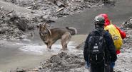 Dogs play major role in search