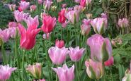 Plant tulip flower bulbs in your garden to increase beauty