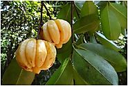 Garcinia Cambogia: How It Works, Weight Loss Benefits, Clinical Studies And Side Effects