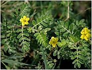 Tribulus Terrestris: How Does It Boost Testosterone, Benefits, Dosage And Side Effects