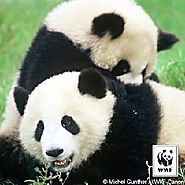 Raise Money to Honor a Loved One - WWF Panda Nation | (Create Memorial Fundraising Page)