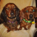 Oscar and Mayer - A Tail of Two Doxies