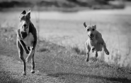 Hound Dogs Running