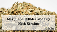 Choosing the Best Option Between Marijuana Edibles and Dry Herb Strains