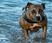 American Mastiff Dog Breed Information and Owner’s Guide | DogExpress