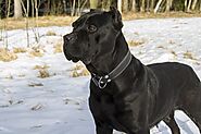 Choosing the Best Cane Corso Colors | DogExpress