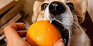The Truth About Can Dogs Eat Oranges | DogExpress