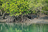 Royal Bengal Tigers - Magnificent But On The Verge Of Extinction