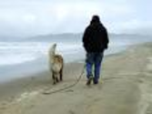 Beaches For You and Your Dog | Park & Recreation